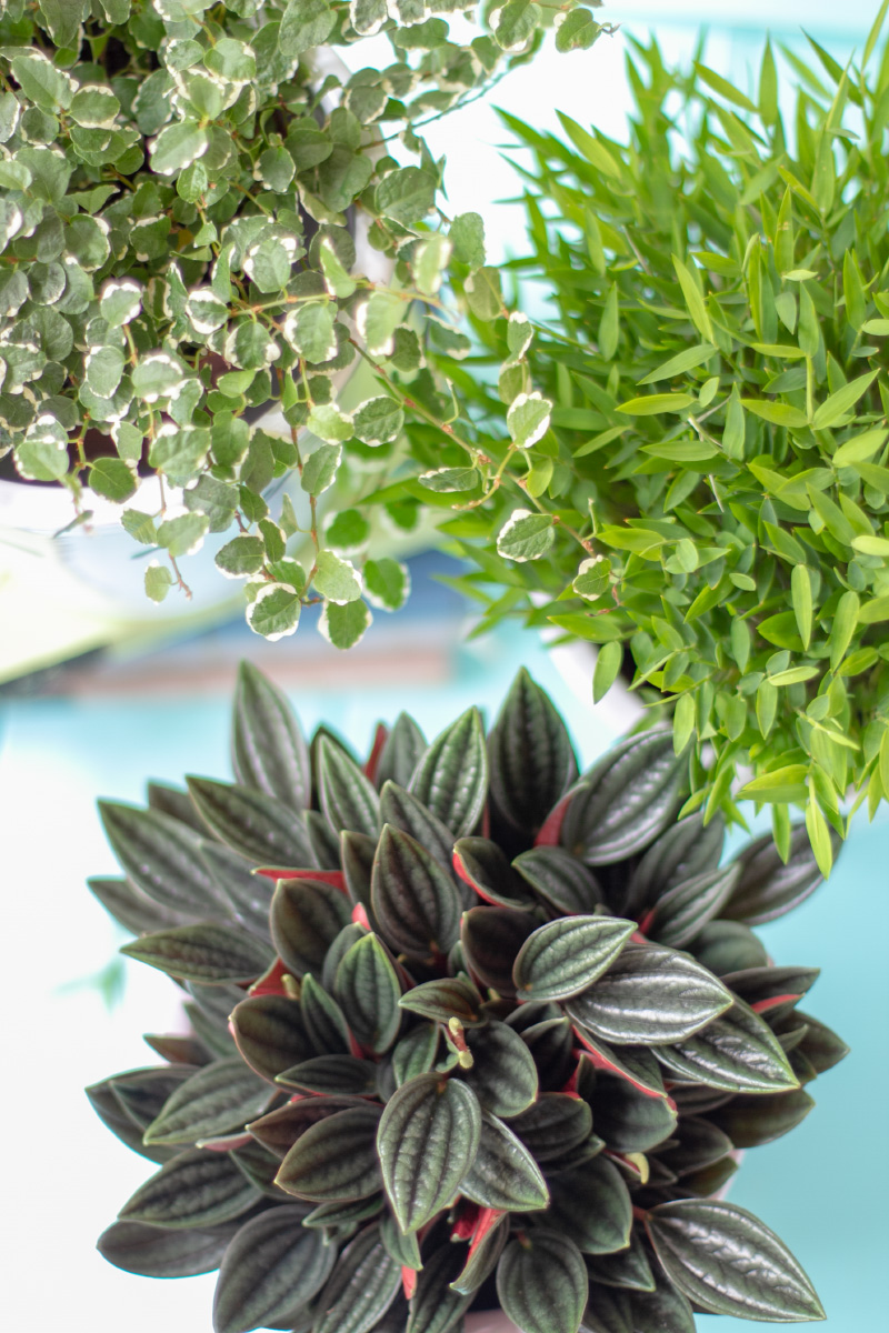 DIY Blumentopf-Upcycling & die besten Zimmerpflanzen für dein Zuhause *Werbung