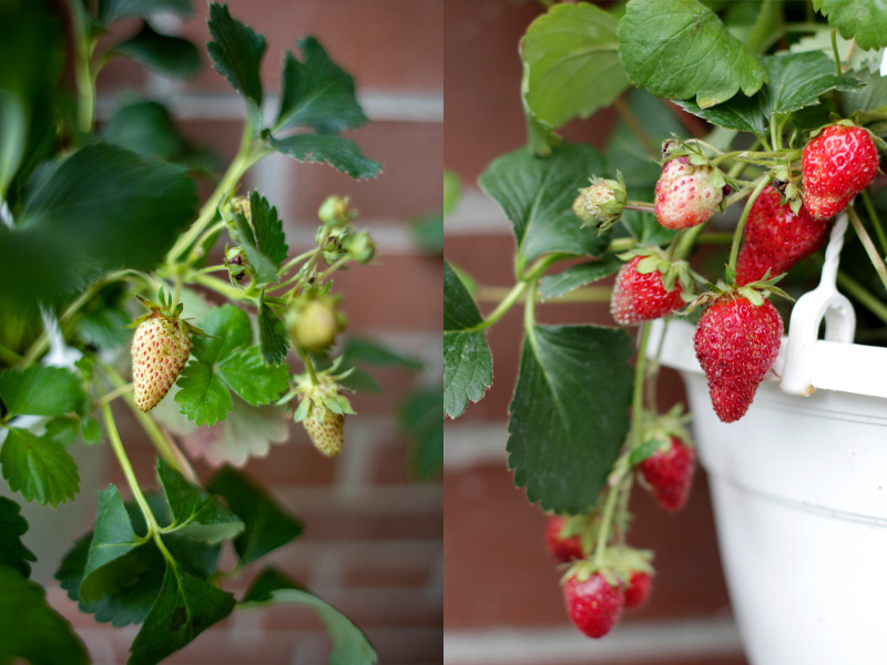 Beeren auf dem Balkon anpflanzen & ein leckeres Rezept für eine fruchtige Beeren-Biskuitrolle, Erdbeeren