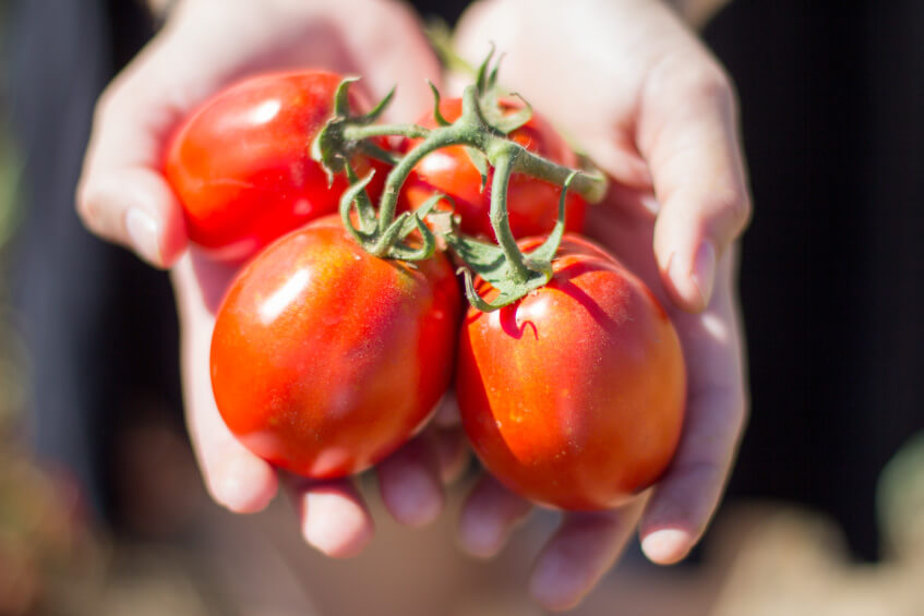 From Farm to Fork - Auf den Tomatenfeldern in Spanien